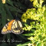 The Monarch Monitoring Project