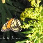 Best Nectar Plants for Monarchs and Other Butterflies