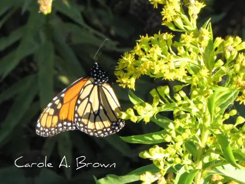 The Monarch Monitoring Project