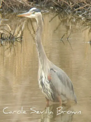 The Beautiful Herons