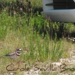 Why Did That Stupid Bird Build Its Nest in a Parking Lot?