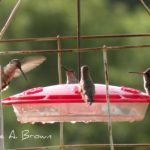 Hummingbirds Reach Northern Virginia