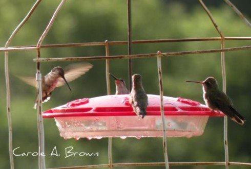 Hummingbirds Reach Northern Virginia