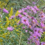 Ultimate Guide to Finding Native Plants