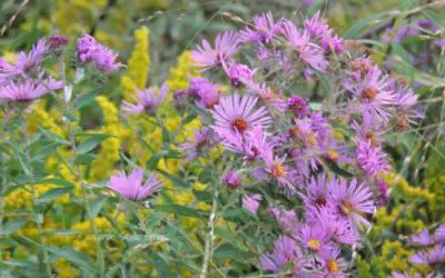 Ultimate Guide to Finding Native Plants