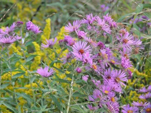 Ultimate Guide to Finding Native Plants