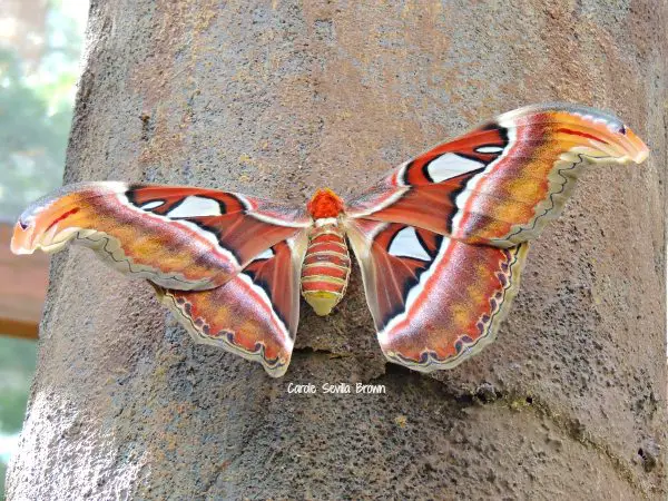 Butterfly House at Albuquerque Botanic Garden