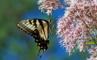 What Plants Attract the Most Wildlife?
