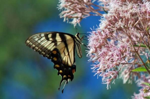 What Plants Attract the Most Wildlife?