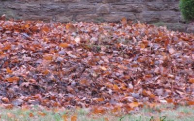 I Am The Lorax, I Speak for the Leaves