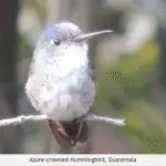 Attracting Birds to Guatemala Farms: A How To