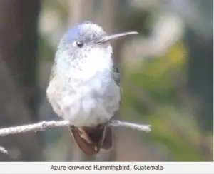 Attracting Birds to Guatemala Farms: A How To