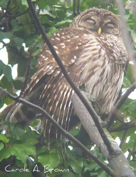 Early Spring Nesting Birds