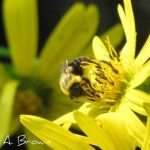 Pollinator Conservation in Your Ecosystem Garden