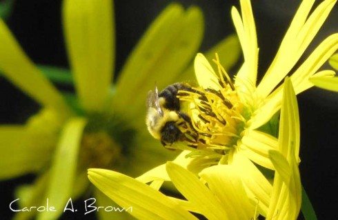 Pollinator Conservation in Your Ecosystem Garden