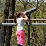 The Tree Experience at Morris Arboretum