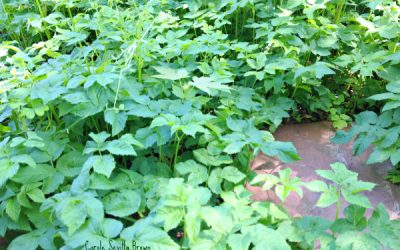 Natives vs. Invasives: Can’t we just all get along?