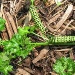 What Black and White Caterpillar Eats Carrots