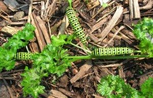 What Black and White Caterpillar Eats Carrots