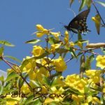 Ecosystem Gardening goes to Chicago