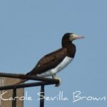 What Happens to Migrating Birds During a Hurricane?