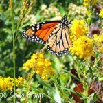 Restoring the Monarch Butterfly