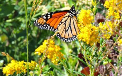 Restoring the Monarch Butterfly