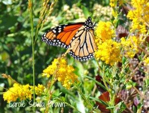 Ultimate Guides to a Spectacular Wildlife Garden