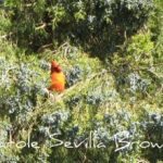 Caring for Birds in the Winter Wildlife Garden