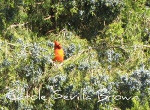 Caring for Birds in the Winter Wildlife Garden