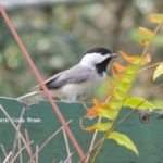 Top Tips to Start a Wildlife Garden Part 2