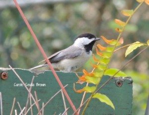 Progress in My Wildlife Garden