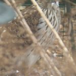 Coopers Hawk Takes a Lunch Break in My Wildlife Garden