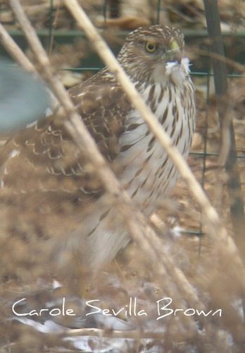 Coopers Hawk Takes a Lunch Break in My Wildlife Garden