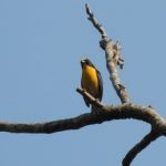 Farmers Saving Bird Habitat