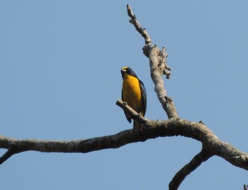 Farmers Saving Bird Habitat