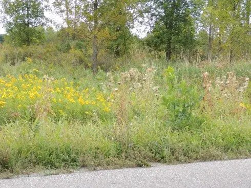 Roadsides for Wildlife