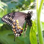 Black Swallowtail Butterflies and Caterpillars