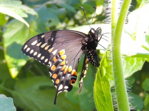 Black Swallowtail Butterflies and Caterpillars