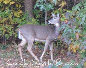 Wildlife Gardens For People