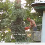 Tree Massacre in the Wildlife Garden