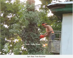 Tree Massacre in the Wildlife Garden