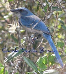 Birding Festivals Through the Year