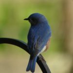 Bluebirds in the Wildlife Garden