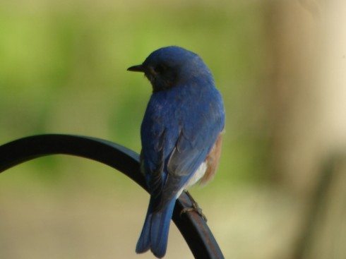 Bluebirds in the Wildlife Garden