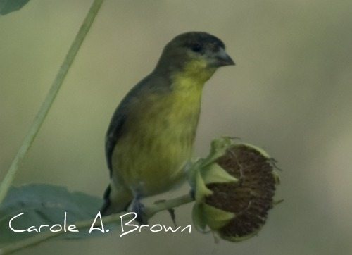 Celebrate Garden for Wildlife Month