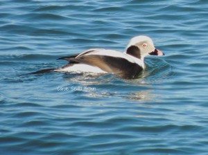 Whoever Said You Can’t See Birds in Winter is Wrong