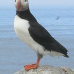 Birding Outside the Garden Gate Atlantic Puffin