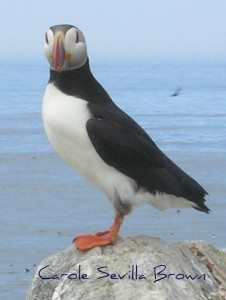 Birding Outside the Garden Gate Atlantic Puffin