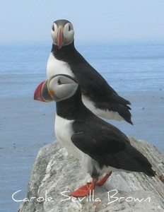 Birding in Maine